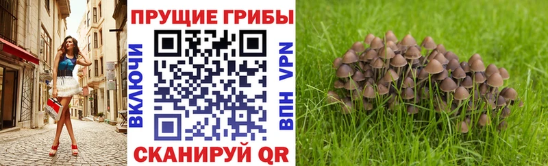Псилоцибиновые грибы Cubensis  маркетплейс какой сайт  Котлас 